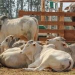 Sequía golpea duro al Valle del Yaqui leche cae 33 %, consumo 20 %
